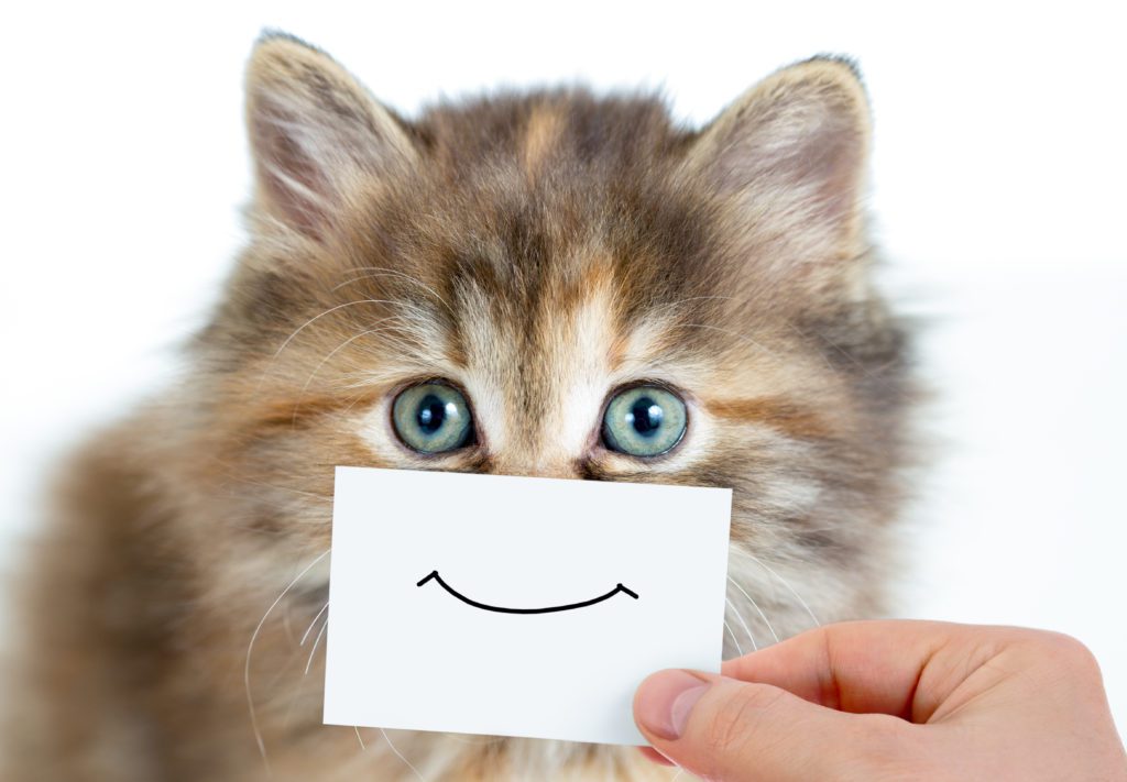 5 Simple Ways to Keep Your Cat Happy and Healthy